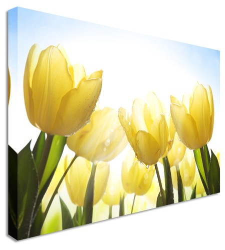 Yellow sunshine tulips garden - yellow,