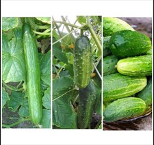 Multiple Cucumber Varieties