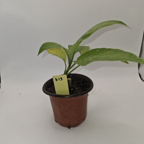 Yellow brugmansia rooted angel - brugmansia,