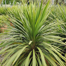 Large plant cordyline - plant,