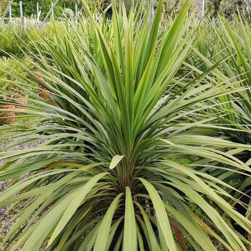 Large plant cordyline - large,