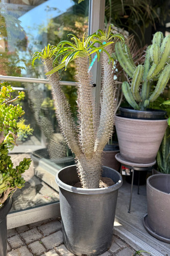 Pachypodium stenanthum 10 - -,