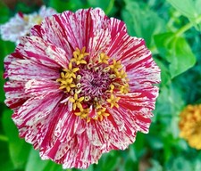 110x Zinnia Dahlia Peppermint