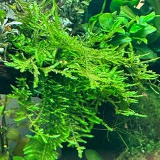 Christmas Moss (Vesicularia