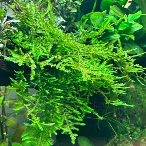 Christmas moss vesicularia - christmas,