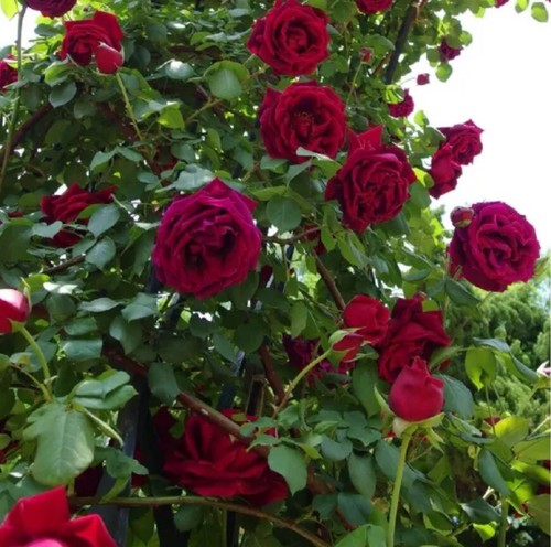 Gorgeous red climbing rose - red,