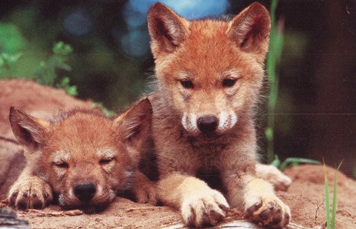 Postcard wolf pups - wolf, puppies