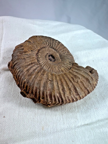 Ammonite fossil perisphinctes - ammonite,