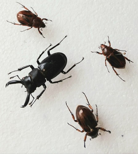 Fruit stag beetle - fruit/stag, collection