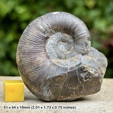 Rare Lytoceras Fossil Ammonite