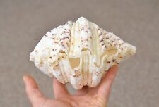 Two Bear Paw Claw Clam Natural Beach Shells Sea Shell Seashells