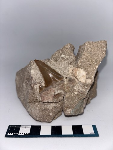 Otodus sharks tooth - otodus,