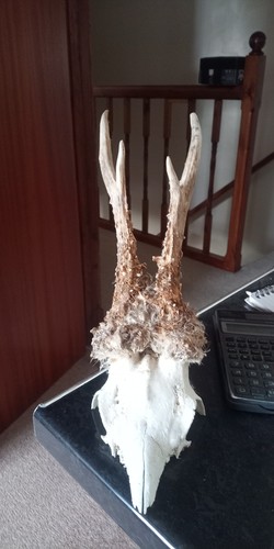 Roe deer antlers and - roe,