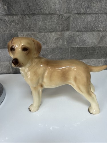 Golden labrador retriever dog - golden,