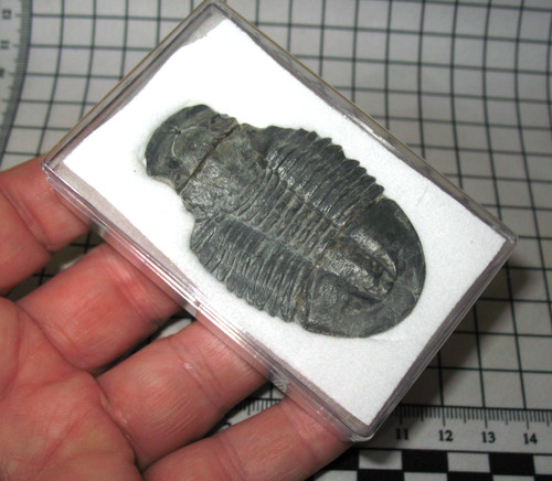 Cambrian trilobite fossil - trilobite,