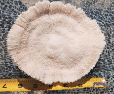Large 7" White Mushroom Coral