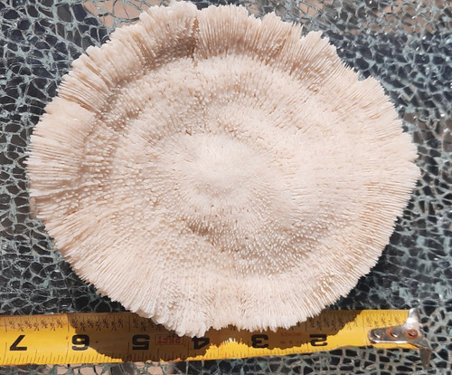 Large white mushroom coral - large,