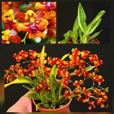 Mini Oncidium Twinkle "Tiny
