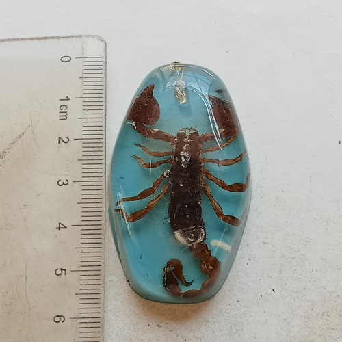 Real scorpion fossil keychain - fossil,