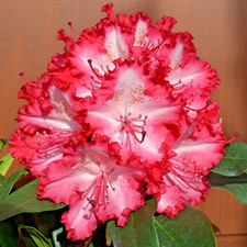 Rhododendron Grifie - 4Ltr Pot