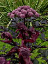 ANGELICA SYLVESTRIS 'EBONY'