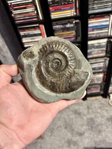 Hildoceras lusitanicum - hildoceras,