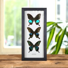 Blue Peacock Butterfly Trio in
