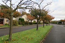 Photo 6x4 Cherry Tree Park