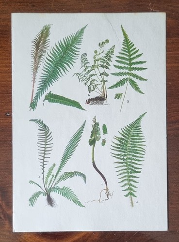 Antique botany ferns - antique, &