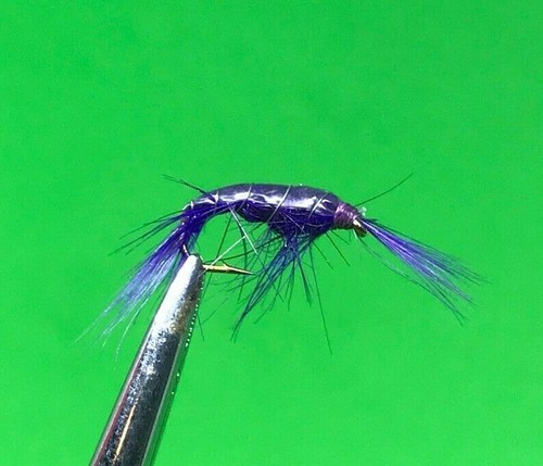 Dozen purple shrimp - (12),