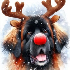Single Luxury Leonberger
