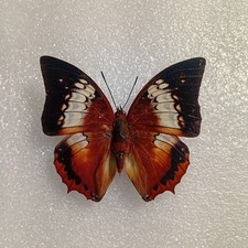 Charaxes bernardus Butterfly