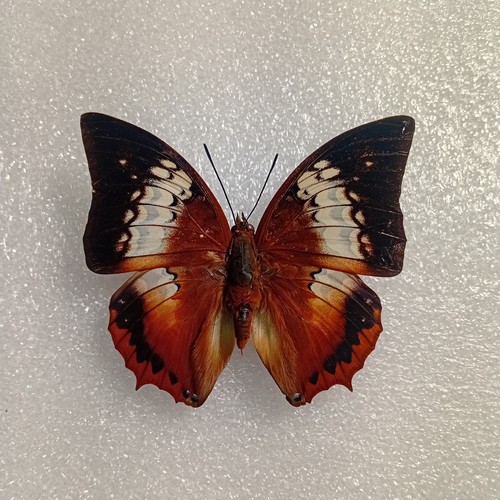 Charaxes bernardus butterfly - charaxes,