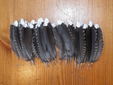 30 WHITE TIPPED TAIL