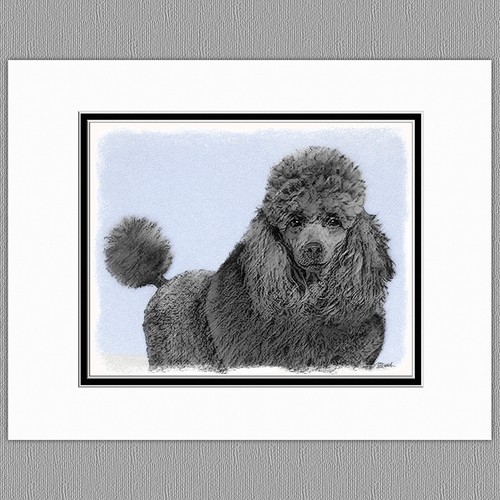 Poodle miniature toy black - poodle,