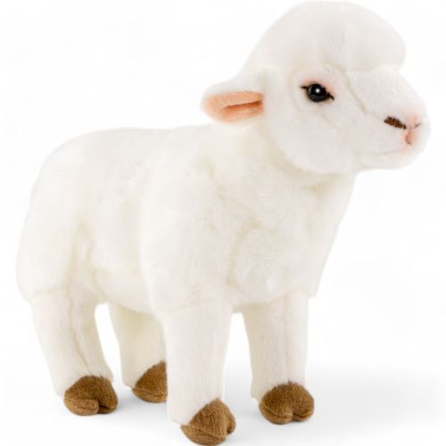 Sheep lamb standing - sheep,,