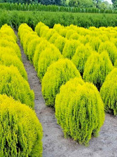 Thuja Orientalis Aurea Nana