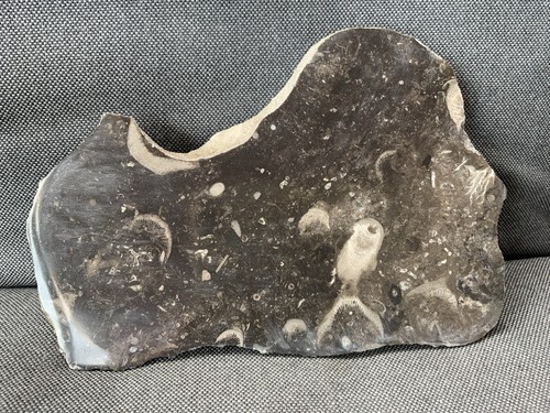 Rare polished fossil coral - rare,