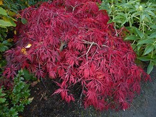 Acer Palmatum Dissectum. Lacy leafed-JAPANESE MAPLE- 20 Seeds only  £1.69