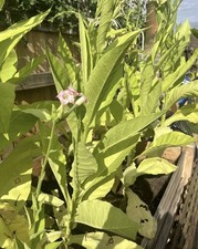 tobacco Amber Leaf highly