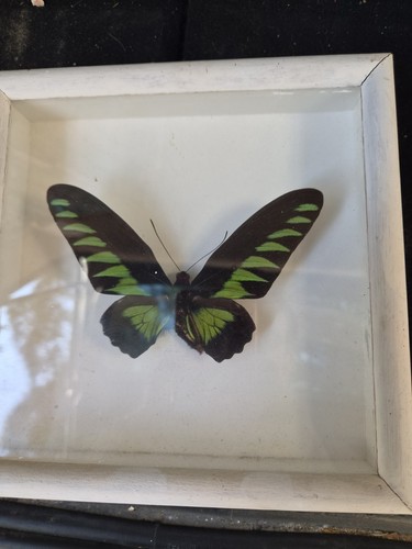 Naturalized butterfly - naturalized,
