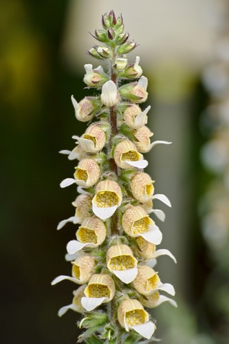 Flower digitalis lutea - -,