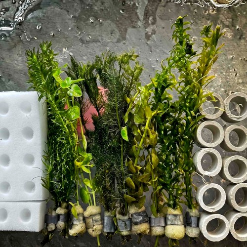 Oxygenating pond plants - oxygenating,