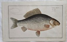 Cyprinus Gibelio. Carp. Marcus Bloch. 1796.