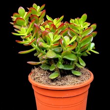 Large Jade Money Plant