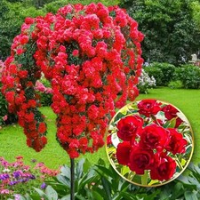 Red Standard Rose Tree Scarlet