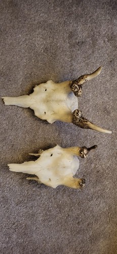 Fallow deer antlers - fallow,