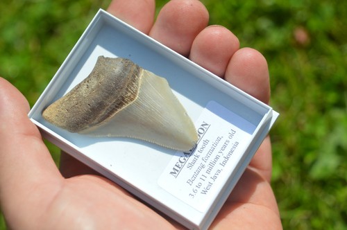 Wow genuine megalodon - genuine,