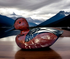 Beautiful Cinnamon Teal drake