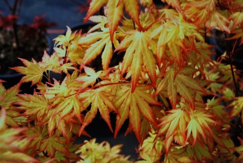 Acer orange dream - x,